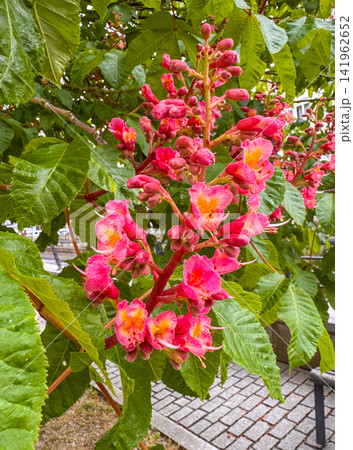Aesculus carnea, or red horse-chestnut Aesculus carnea, or red horse-chestnut 141962652