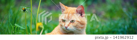 Red cat sitting on the grass 141962912
