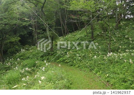 勢見ヶ森公園のヤマユリの花(宮城県大郷町) 勢見ヶ森公園のヤマユリの花(宮城県大郷町) 141962937