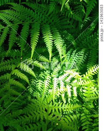 シダのテクスチャ Bright Green Leaves シダのテクスチャ Bright Green Leaves 141963083