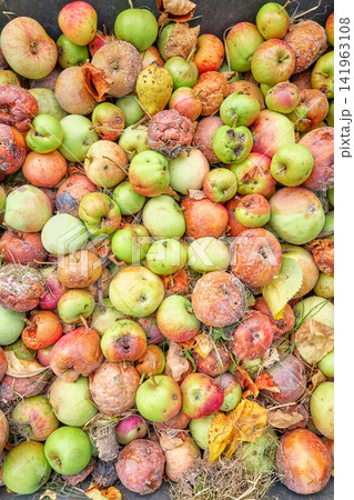 Fallen rotten organic apples collected in an orchard, selective focus. 141963108
