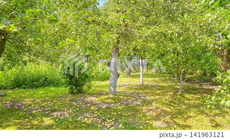 An old orchard with fallen apples on the ground. An old orchard with fallen apples on the ground. 141963121