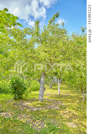 An old orchard with fallen apples on the ground. An old orchard with fallen apples on the ground. 141963122