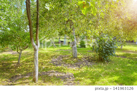 An old orchard with fallen apples on the ground. An old orchard with fallen apples on the ground. 141963126