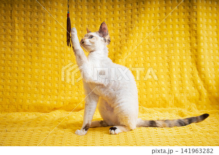 Devon Rex Kitten Kitty Playing With Feather Toy. Short-haired Cat Of English Breed On Yellow Plaid Background. Shorthair Pet Cat. Devon Rex Kitten Kitty Playing With Feather Toy. Short-haired Cat Of English Breed On Yellow Plaid Background. Shorthair Pet Cat. 141963282