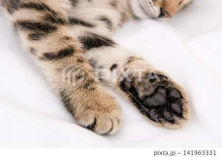 Extreme close up of cute Bengal kitten paws and black toe beans on white blanket 141963331