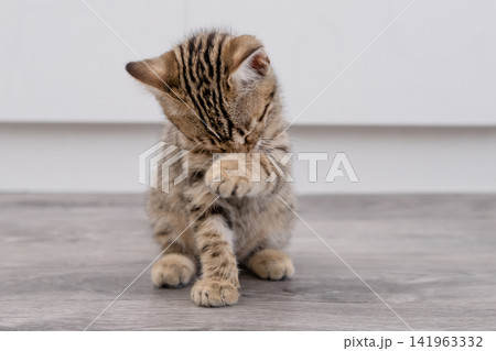 Portrait of a small spotted tabby kitten washing itself in the kitchen Portrait of a small spotted tabby kitten washing itself in the kitchen 141963332