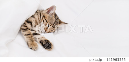 Top view of cute Bengal kitten sleeping under a white blanket, copy Top view of cute Bengal kitten sleeping under a white blanket, copy 141963333