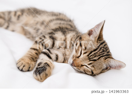 Close up of cute Bengal kitten sleeping peacefully on a white blanket Close up of cute Bengal kitten sleeping peacefully on a white blanket 141963363