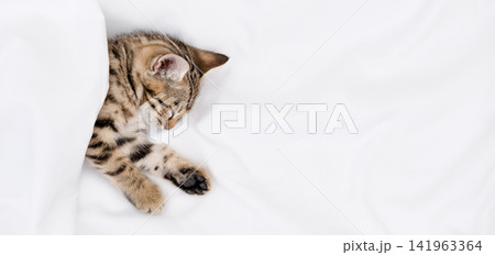 Top view of cute Bengal kitten sleeping under a white blanket, copy Top view of cute Bengal kitten sleeping under a white blanket, copy 141963364