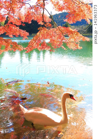 【山梨県南アルプス】 伊奈ヶ湖での紅葉と白鳥 【山梨県南アルプス】 伊奈ヶ湖での紅葉と白鳥 141963373