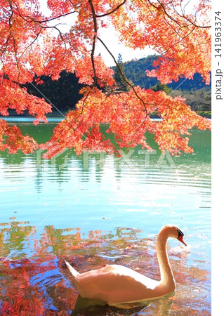 【山梨県南アルプス】 伊奈ヶ湖での紅葉と白鳥 【山梨県南アルプス】 伊奈ヶ湖での紅葉と白鳥 141963374
