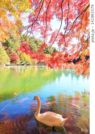 【山梨県南アルプス】 伊奈ヶ湖での紅葉と白鳥 【山梨県南アルプス】 伊奈ヶ湖での紅葉と白鳥 141963379