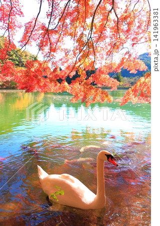 【山梨県南アルプス】 伊奈ヶ湖での紅葉と白鳥 【山梨県南アルプス】 伊奈ヶ湖での紅葉と白鳥 141963381