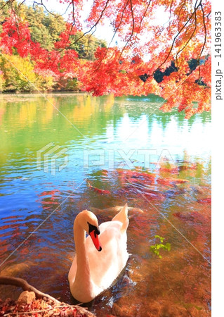 【山梨県南アルプス】 伊奈ヶ湖での紅葉と白鳥 【山梨県南アルプス】 伊奈ヶ湖での紅葉と白鳥 141963383