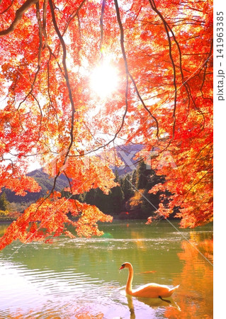 【山梨県南アルプス】 伊奈ヶ湖での紅葉と白鳥 【山梨県南アルプス】 伊奈ヶ湖での紅葉と白鳥 141963385