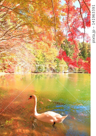 【山梨県南アルプス】 伊奈ヶ湖での紅葉と白鳥 【山梨県南アルプス】 伊奈ヶ湖での紅葉と白鳥 141963391