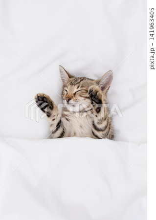 Adorable spotted tabby kitten taking a nap under blanket, copy space Adorable spotted tabby kitten taking a nap under blanket, copy space 141963405
