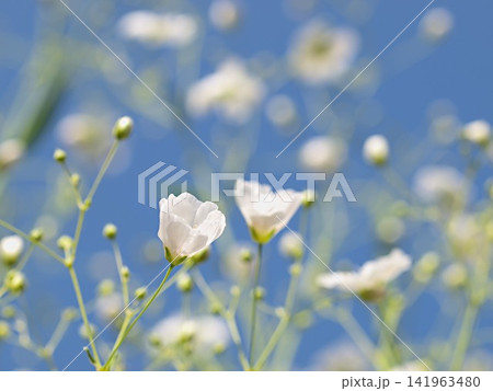 白いカスミソウの花の生態写真 白いカスミソウの花の生態写真 141963480