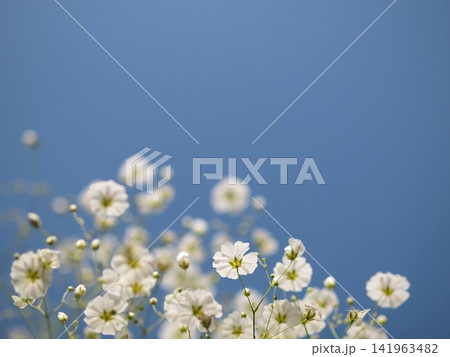 白いカスミソウの花の生態写真 白いカスミソウの花の生態写真 141963482