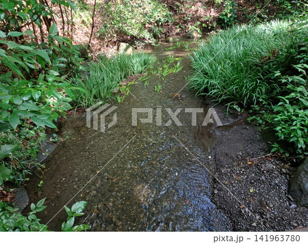 神奈川県大和市  泉の森公園　谷川　森林　貯水池　橋　水車　引地川　 水源地　特別緑地保全 141963780
