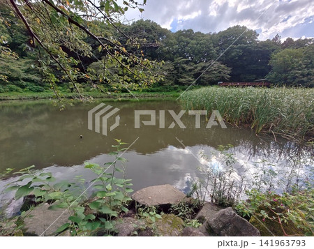 神奈川県大和市 泉の森公園 谷川 森林 貯水池 橋 水車 引地川 水源地 特別緑地保全 神奈川県大和市 泉の森公園 谷川 森林 貯水池 橋 水車 引地川 水源地 特別緑地保全 141963793