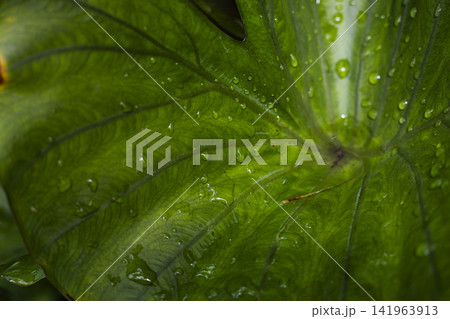Large Green Taro Leaves Growing In The Garden Large Green Taro Leaves Growing In The Garden 141963913