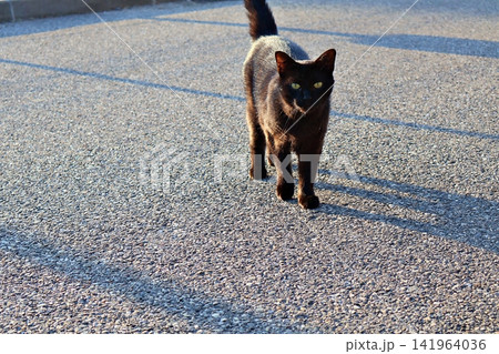 Black Cat Walking on Asphalt Road. 141964036