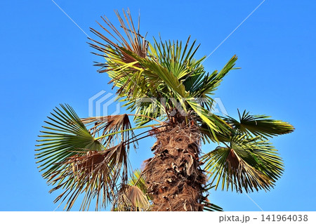 Palm Tree with Fan-Shaped Leaves Against Blue Sky. 141964038