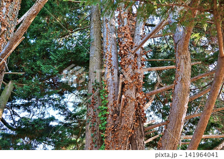 Sunlit Dense Forest with Tall Tree Trunks and Vines. Sunlit Dense Forest with Tall Tree Trunks and Vines. 141964041