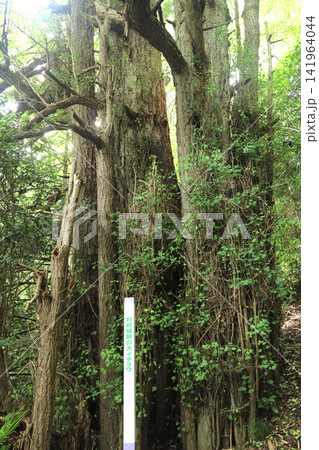 利府城跡の大イチョウ（宮城県利府町） 141964044