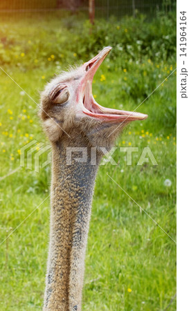 Ostrich head and neck with mouth wide open showing interior mouth detail, bird captured in close-up against lush green grass background in bright daylight vertical photo Ostrich head and neck with mouth wide open showing interior mouth detail, bird captured in close-up against lush green grass background in bright daylight vertical photo 141964164