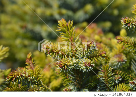 Serbian spruce Peve Tijn golden spring foliage Serbian spruce Peve Tijn golden spring foliage 141964337