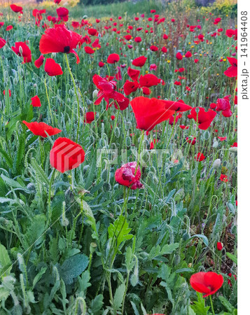 Bright red poppies blooming in green meadow under soft morning light in rural wild countryside. Bright red poppies blooming in green meadow under soft morning light in rural wild countryside. 141964408