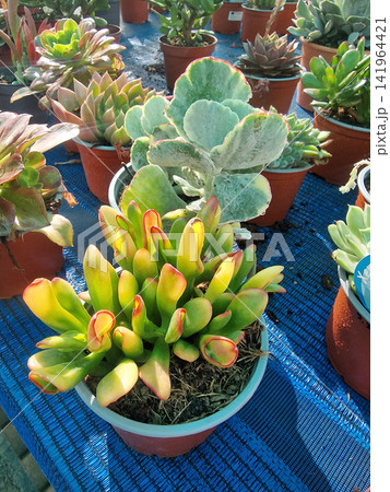 Succulent Crassula Ovata Gollum in pot against background of other exotic plants in greenhouse sunlight Succulent Crassula Ovata Gollum in pot against background of other exotic plants in greenhouse sunlight 141964421