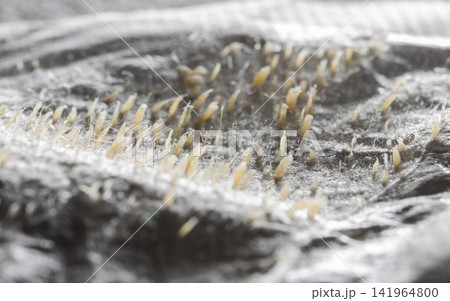 Macro view detail of used facial pore strip showing numerous extracted blackheads and sebum plugs, illustrating effective skin cleansing and hygiene routine. 141964800