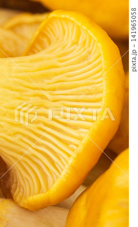 Close-up view of fresh yellow chanterelle mushroom, showing distinct, wavy, gill-like ridges on underside, displaying natural texture and vibrant orange-yellow color vertical photo 141965058