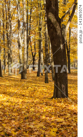 Golden maple leaves create vibrant carpet of autumn color across forest floor with tall tree trunks standing amidst bright foliage under clear daylight, evoking tranquil seasonal beauty, vertical Golden maple leaves create vibrant carpet of autumn color across forest floor with tall tree trunks standing amidst bright foliage under clear daylight, evoking tranquil seasonal beauty, vertical 141965074
