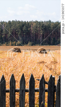 Rural landscape with two round haystacks in a golden dry grass field, backed by a dense coniferous forest under a bright sky, seen through a blurred wooden picket fence vertical photo Rural landscape with two round haystacks in a golden dry grass field, backed by a dense coniferous forest under a bright sky, seen through a blurred wooden picket fence vertical photo 141965077