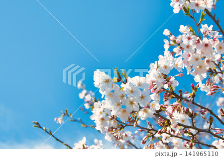 青空に映える桜 青空に映える桜 141965110