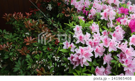 blooming pink and magenta azaleas alongside reddish-brown foliage and small white flowers with lush green leaves at the back, also has copy space blooming pink and magenta azaleas alongside reddish-brown foliage and small white flowers with lush green leaves at the back, also has copy space 141965408