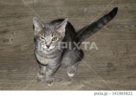 A winking kitten cat on hardwood floor silver tabby 141965622