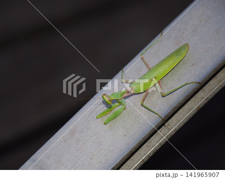 手すりの上のハラビロカマキリの全身 手すりの上のハラビロカマキリの全身 141965907