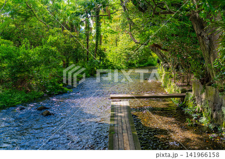 (静岡県)源兵衛川・水辺の散歩道 (静岡県)源兵衛川・水辺の散歩道 141966158