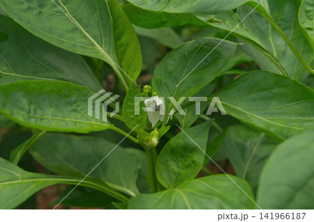 White Flower of a Chili Pepper Plant White Flower of a Chili Pepper Plant 141966187