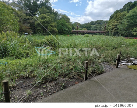 神奈川県大和市  泉の森公園　谷川　森林　貯水池　橋　水車　引地川　 水源地　特別緑地保全 141966307