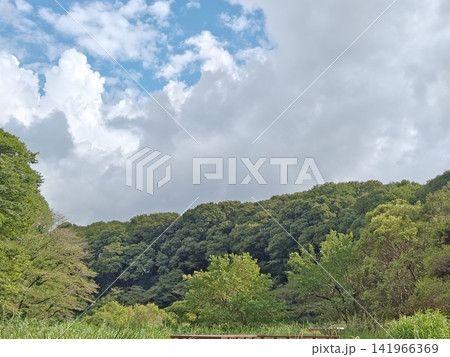 神奈川県大和市 泉の森公園 谷川 森林 貯水池 橋 水車 引地川 水源地 特別緑地保全 神奈川県大和市 泉の森公園 谷川 森林 貯水池 橋 水車 引地川 水源地 特別緑地保全 141966369