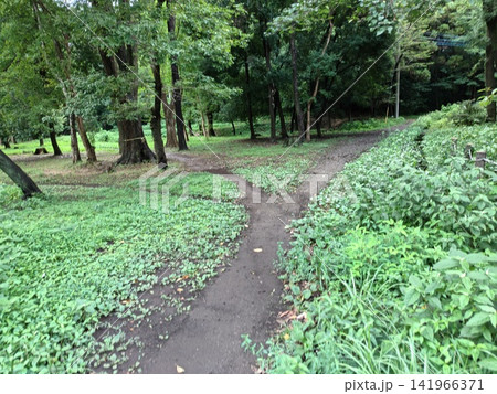 神奈川県大和市 泉の森公園 谷川 森林 貯水池 橋 水車 引地川 水源地 特別緑地保全 神奈川県大和市 泉の森公園 谷川 森林 貯水池 橋 水車 引地川 水源地 特別緑地保全 141966371