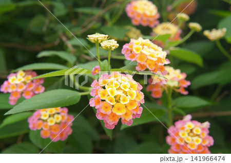 Lantana Camara Flowers in Bloom	 141966474