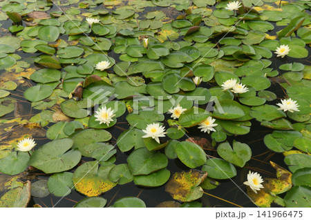 White Water Lilies Floating on a Pond White Water Lilies Floating on a Pond 141966475